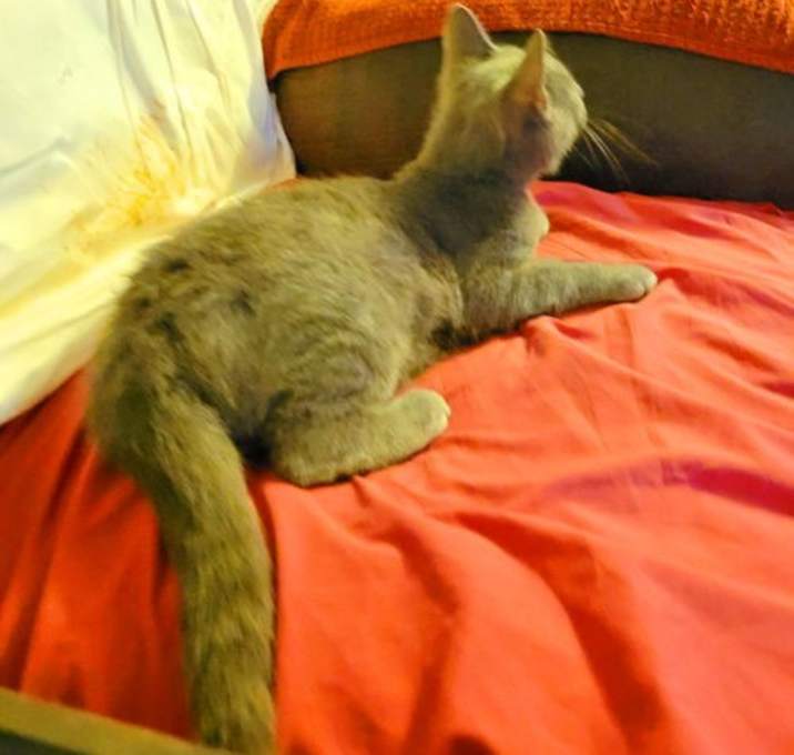 Photo of Wisp