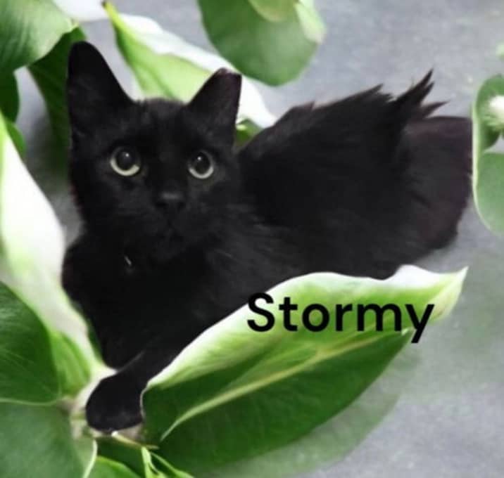Photo of Stormy