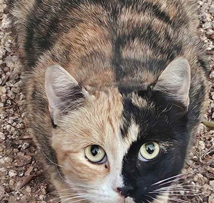 Photo of Rose