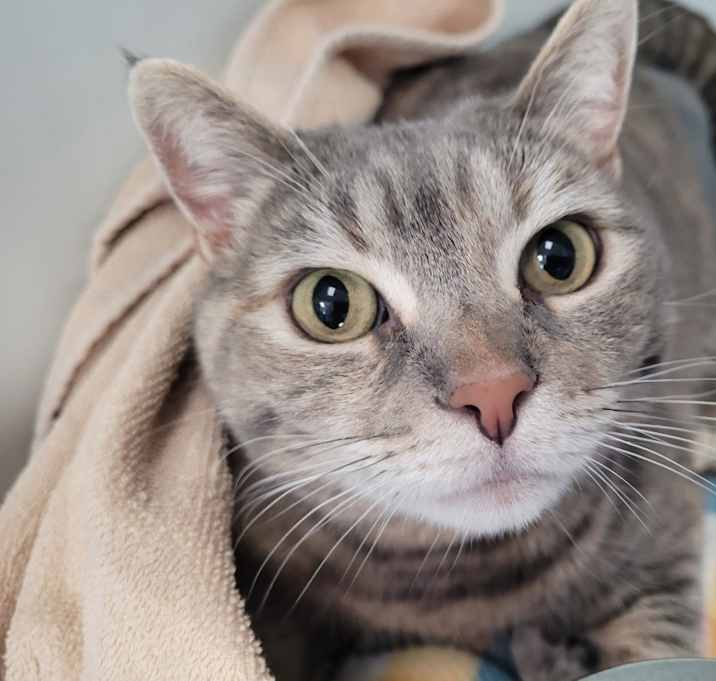 Photo of BELLE Cat
