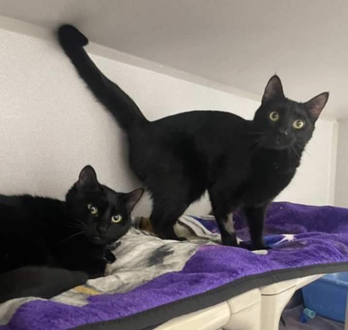 Photo of Coraline & Bagheera