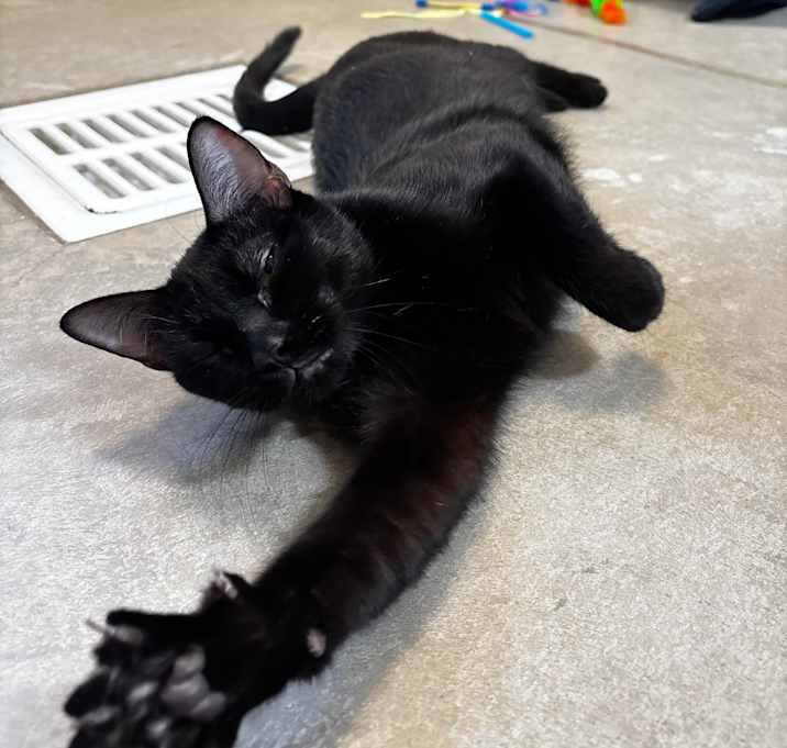 Photo of Lacy