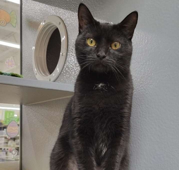 Photo of Star