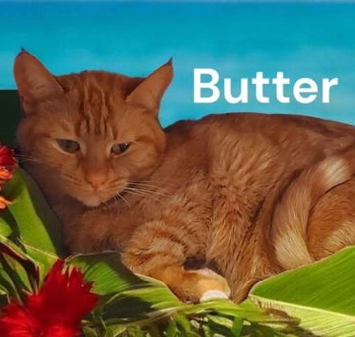 Photo of Butter