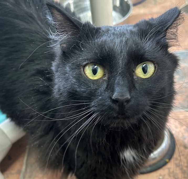 Photo of Derby - $20 SHY CAT SPECIAL