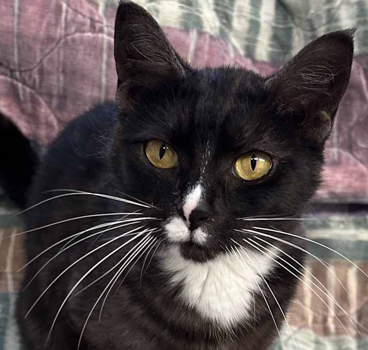 Photo of Bonita