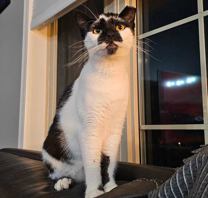 Photo of Lulu Lemur