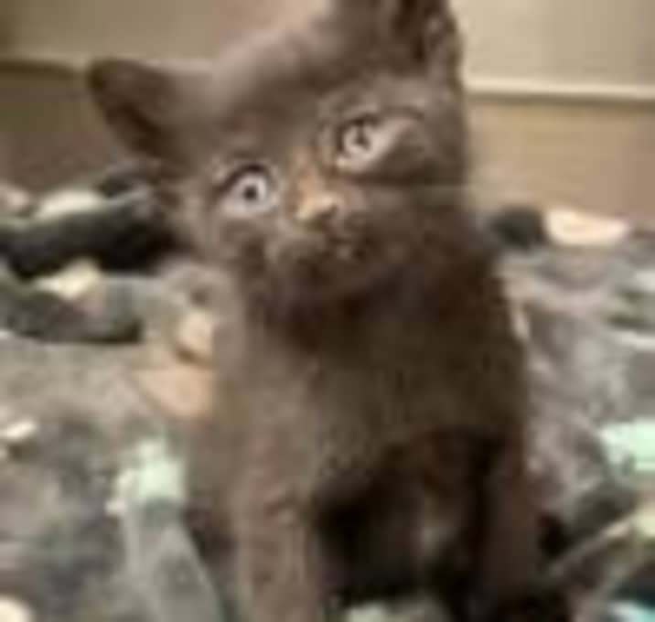 Photo of NeeCee