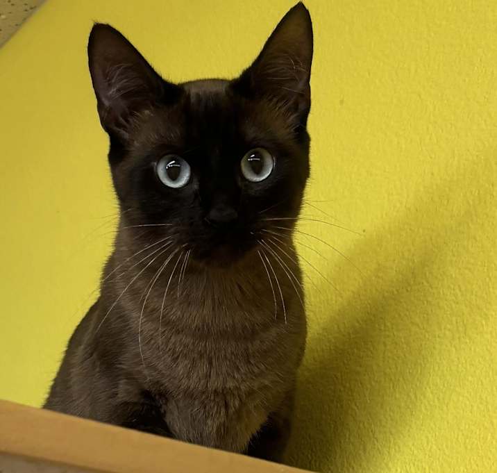 Photo of Canela