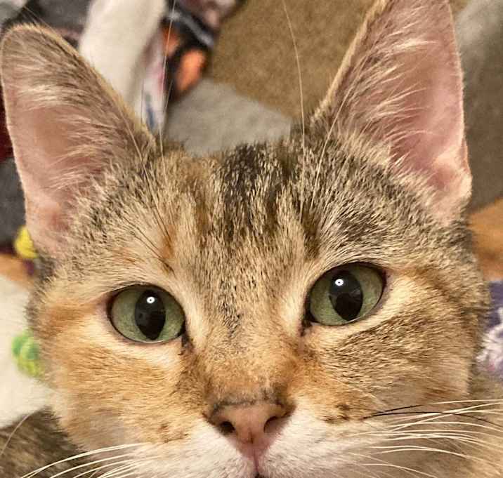 Photo of Lilo