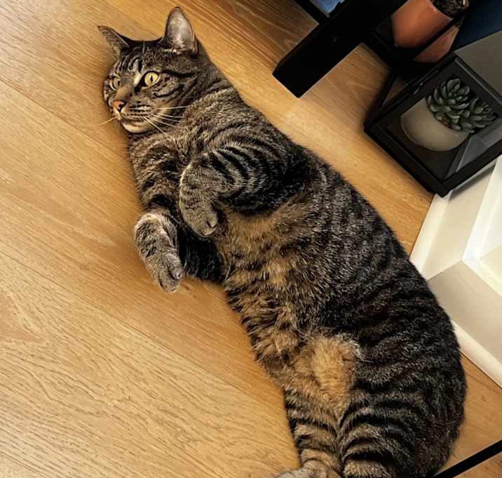 Photo of Squeak