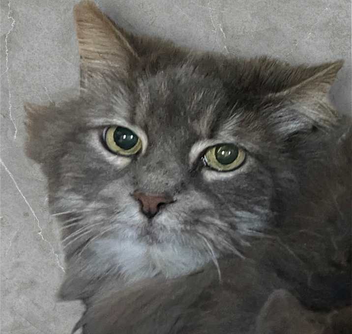 Photo of Sassy