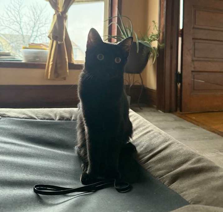 Photo of Shatta