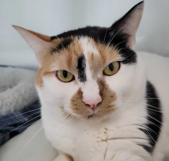 Photo of DEBIT (f)