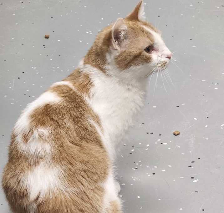 Photo of DREAMSICLE @ petsmart in jackson
