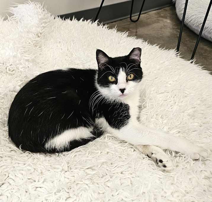 Photo of **Cat Cafe** Pebble