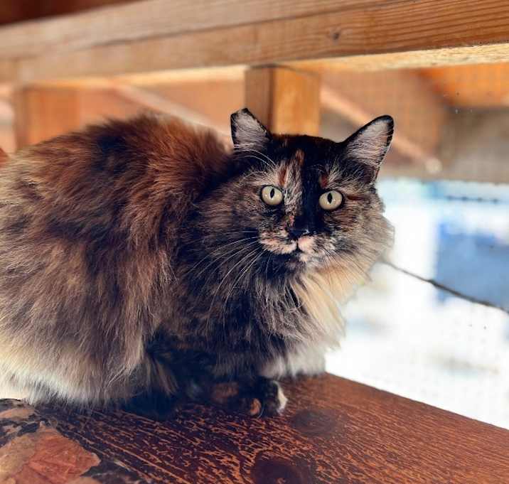 Photo of Topaz