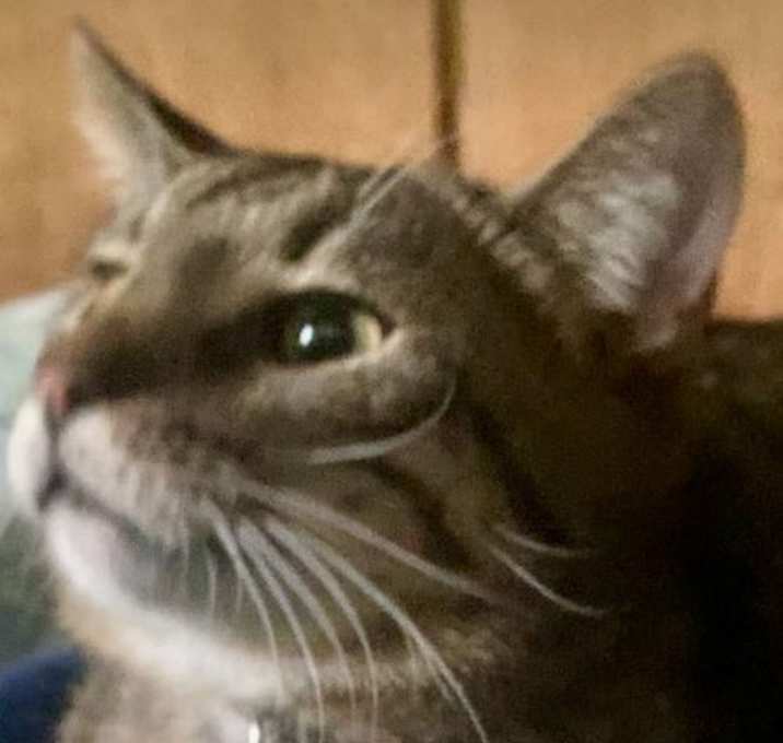 Photo of Zonk