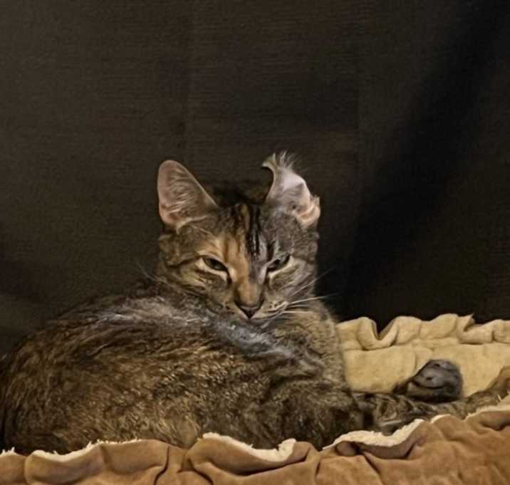 Photo of Lilo