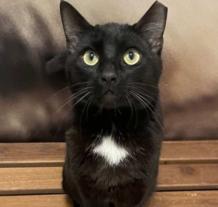 Photo of Vader