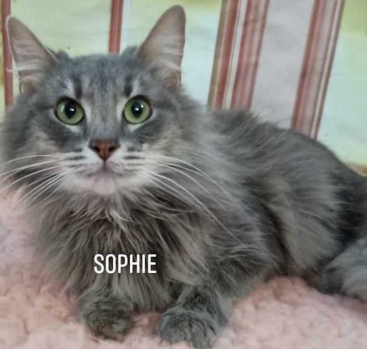 Photo of SWEET,SWEET SOPHIE
