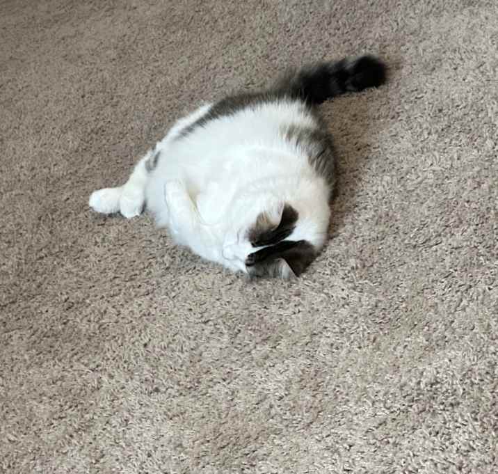 Photo of Pearl