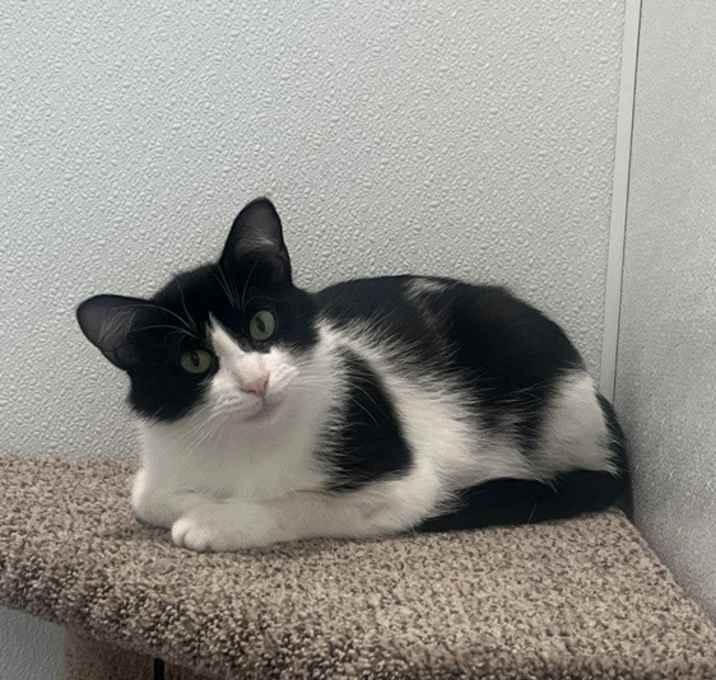 Photo of Echo