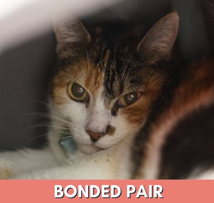 Photo of Kittybow