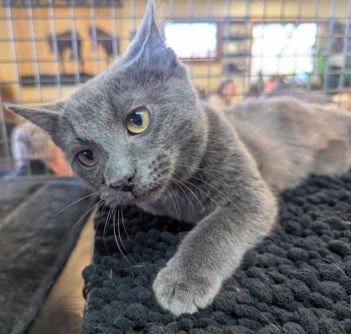 Photo of Gadget