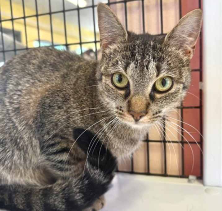 Photo of Furgie