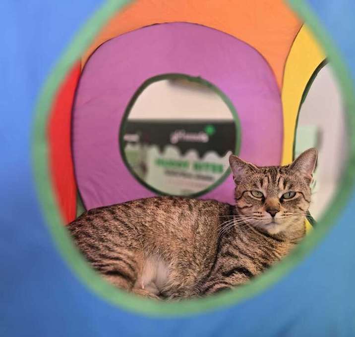 Photo of Littlefoot
