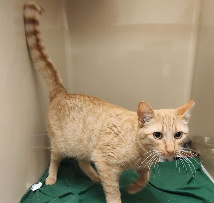 Photo of Garfield