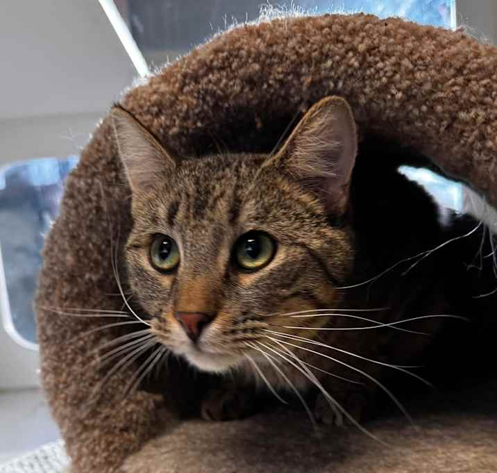 Photo of Mufasa