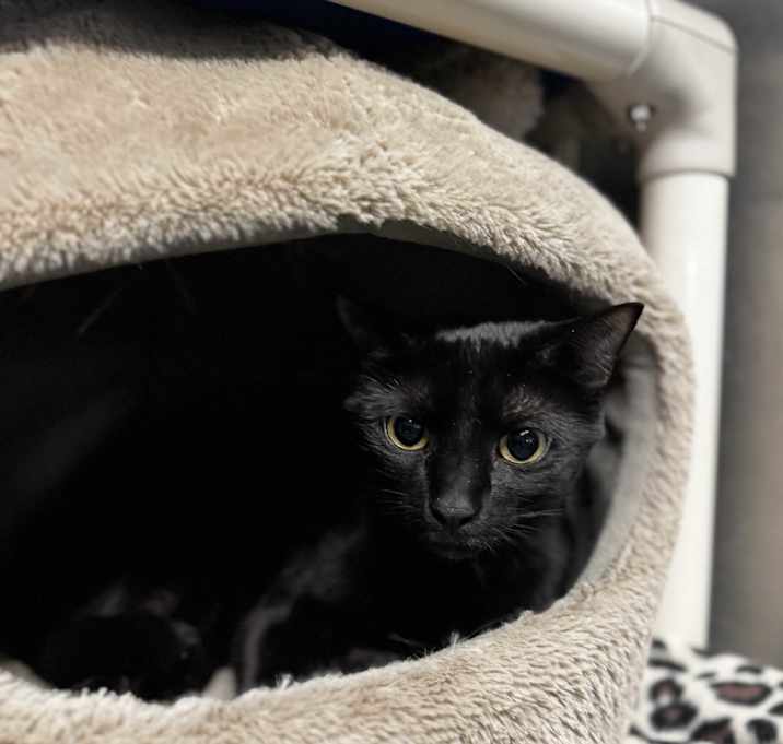 Photo of Bean