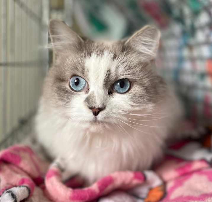 Photo of Kleo