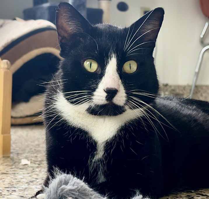 Photo of Gato