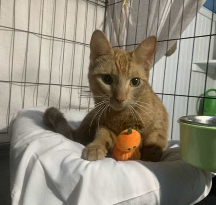 Photo of Butterscotch
