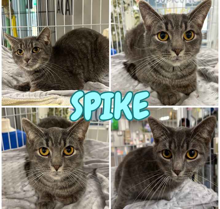 Photo of Spike