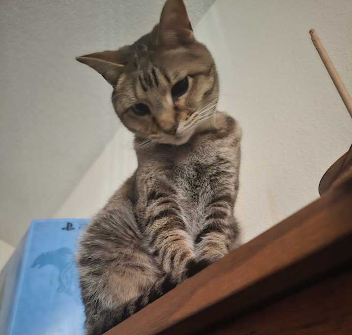 Photo of Pebbles
