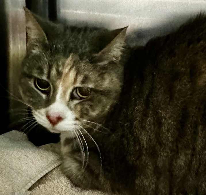 Photo of Emmy
