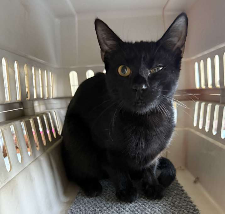 Photo of Artemis