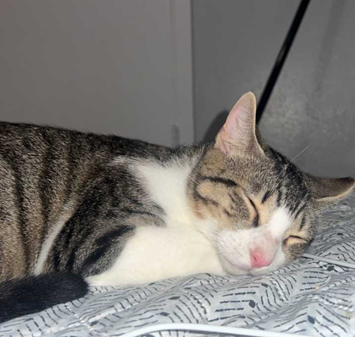 Photo of Frankie