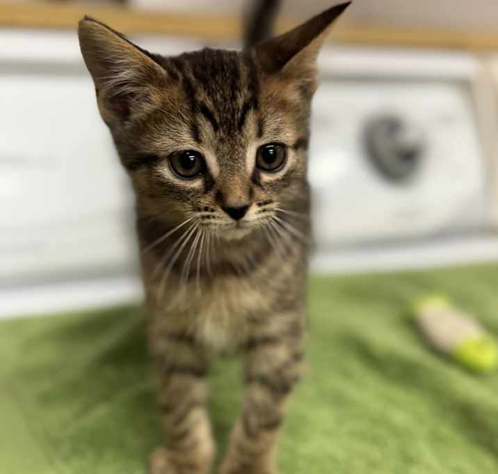 Photo of Clover