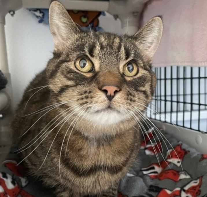 Photo of Gizmo