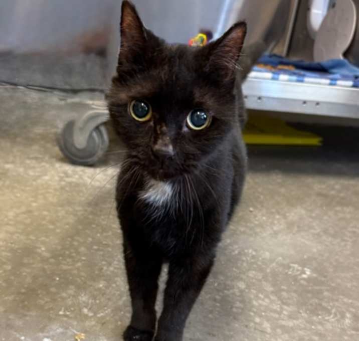 Photo of Salem