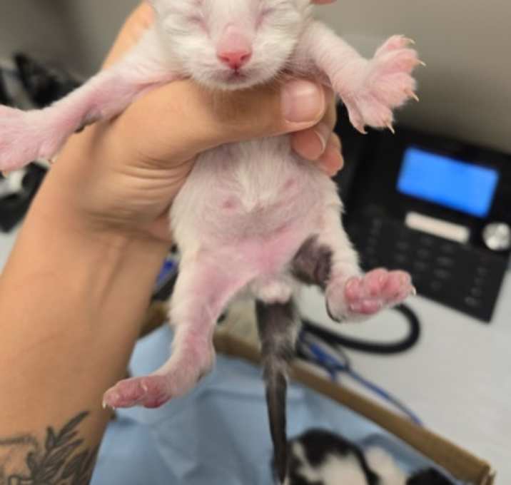 Photo of Huckleberry