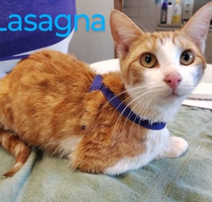 Photo of Lasagna