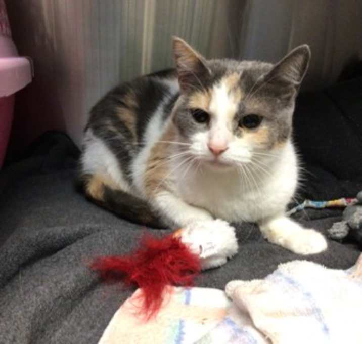Photo of Polly