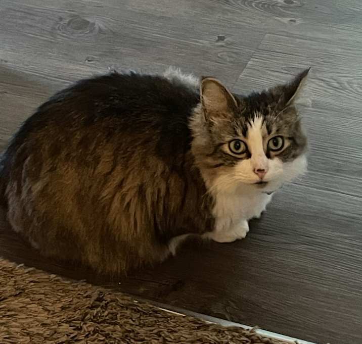 Photo of Oreo