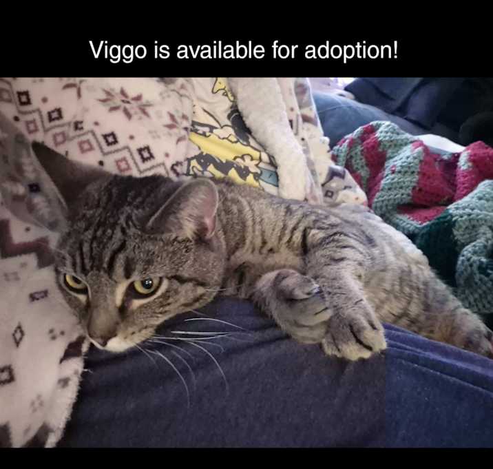 Photo of Viggo